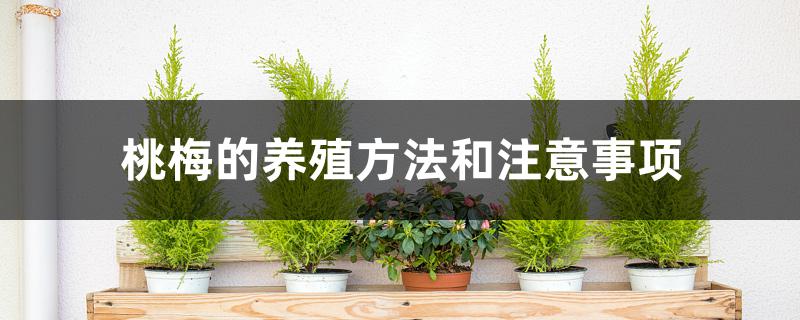 桃梅的养殖方法和注意事项 桃梅的养殖方法和注意事项