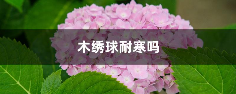 木绣球耐寒吗 木绣球耐寒吗