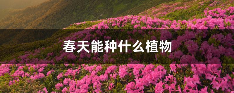 春天能种什么植物 春天能种什么植物