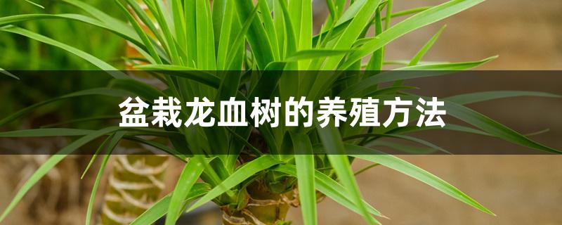 盆栽龙血树的养殖方法 盆栽龙血树的养殖方法