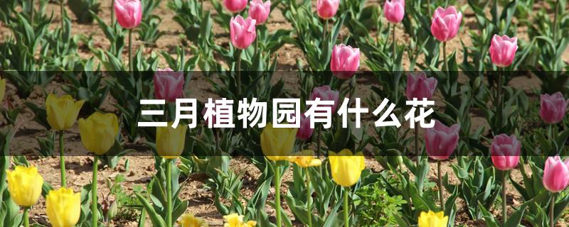 三月植物园有什么花 三月植物园有什么花