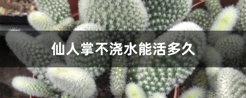 仙人掌不浇水能活多久 仙人掌不浇水能活多久