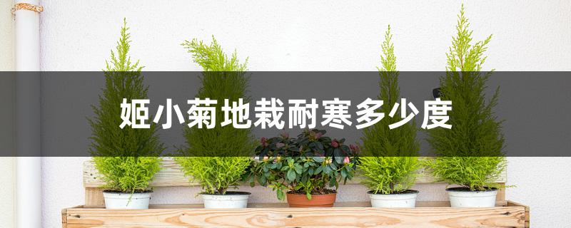 姬小菊地栽耐寒多少度 姬小菊地栽耐寒多少度