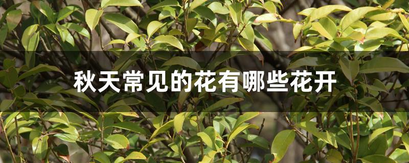 秋天常见的花有哪些花开
