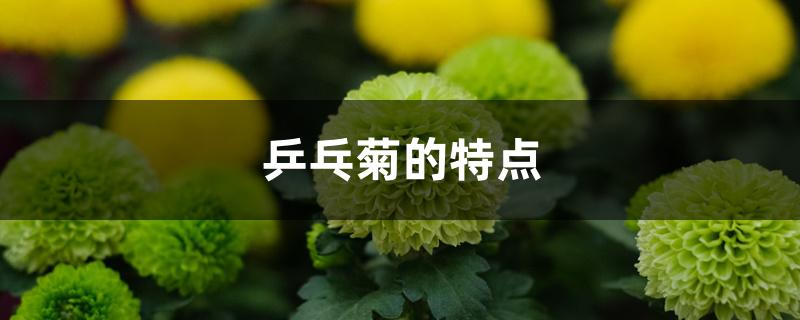 乒乓菊的特点
