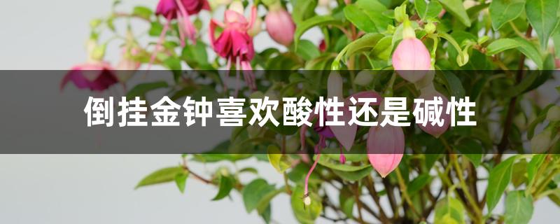 倒挂金钟喜欢酸性还是碱性 倒挂金钟喜欢酸性还是碱性