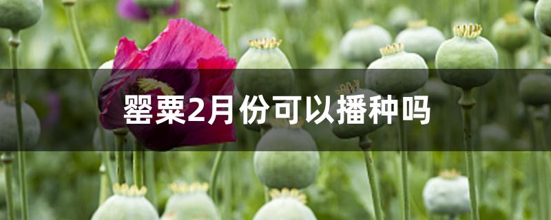 罂粟2月份可以播种吗 罂粟2月份可以播种吗