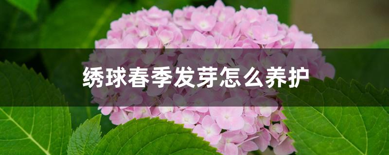绣球春季发芽怎么养护 绣球春季发芽怎么养护