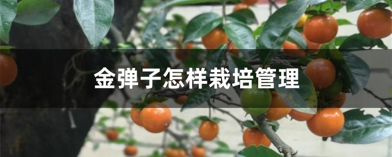 金弹子怎样栽培管理 金弹子怎样栽培管理