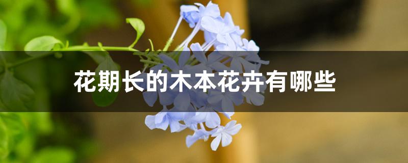 花期长的木本花卉有哪些 花期长的木本花卉有哪些