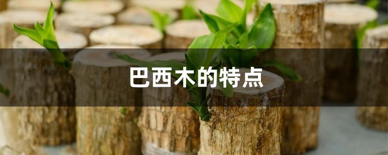 巴西木的特点 巴西木的特点