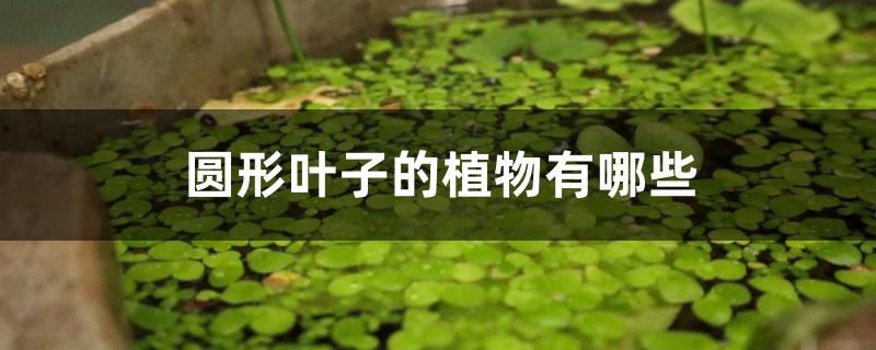 圆形叶子的植物有哪些 圆形叶子的植物有哪些
