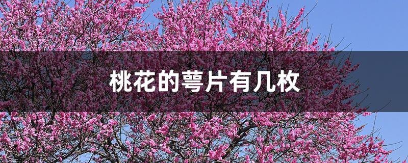 桃花的萼片有几枚 桃花的萼片有几枚