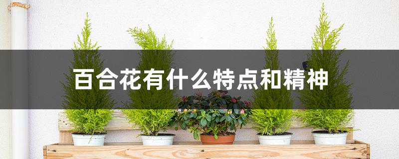 百合花有什么特点和精神 百合花有什么特点和精神