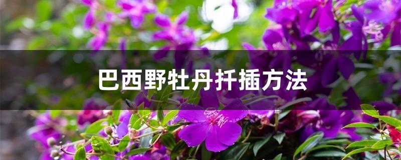 巴西野牡丹扦插方法 巴西野牡丹扦插方法