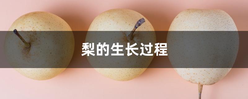 梨的生长过程 梨的生长过程