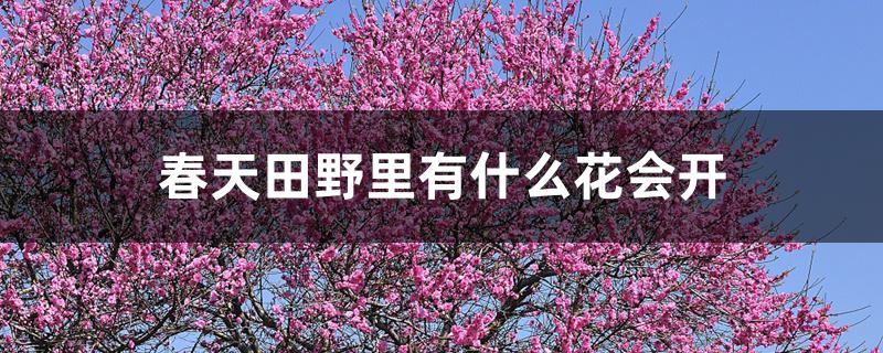 春天田野里有什么花会开 春天田野里有什么花会开