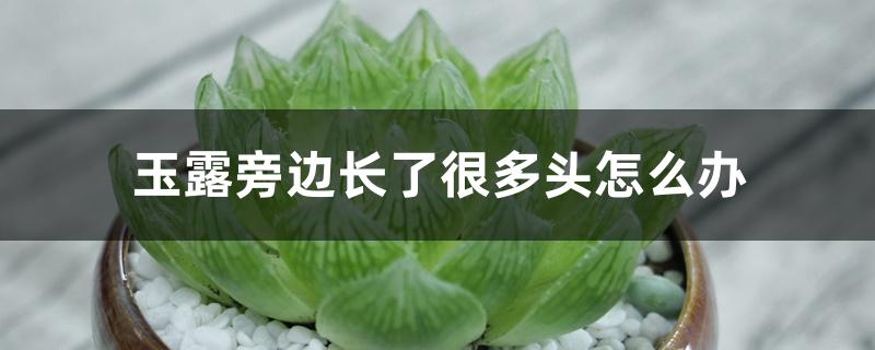 玉露旁边长了很多头怎么办 玉露旁边长了很多头怎么办