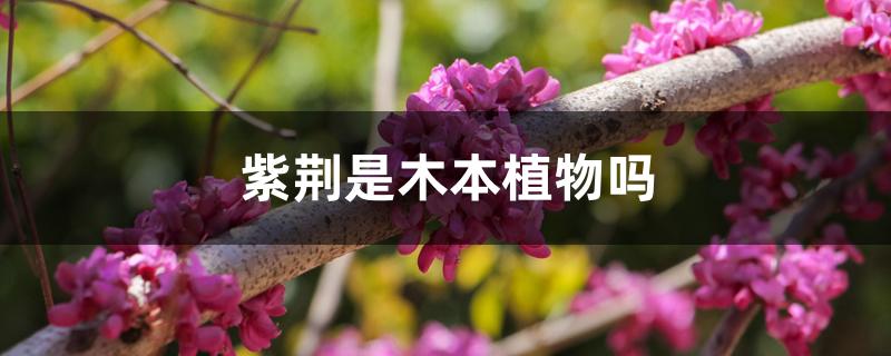 紫荆是木本植物吗 紫荆是木本植物吗