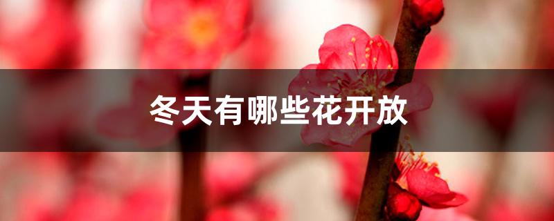 冬天有哪些花开放 冬天有哪些花开放