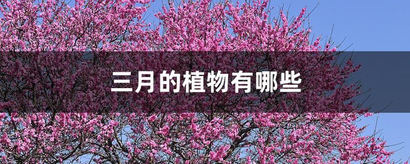 三月的植物有哪些 三月的植物有哪些