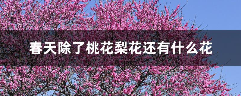 春天除了桃花梨花还有什么花 春天除了桃花梨花还有什么花
