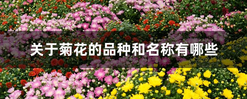 关于菊花的品种和名称有哪些 关于菊花的品种和名称有哪些