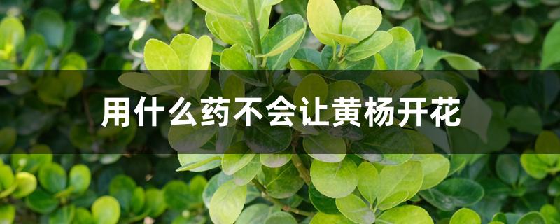 用什么药不会让黄杨开花 用什么药不会让黄杨开花