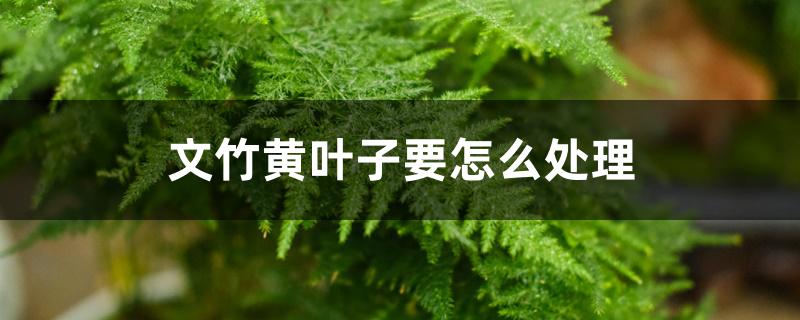 文竹黄叶子要怎么处理 文竹黄叶子要怎么处理