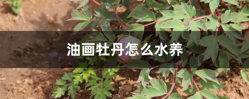 油画牡丹怎么水养 油画牡丹怎么水养