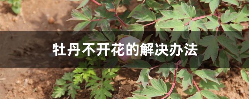 牡丹不开花的解决办法 牡丹不开花的解决办法