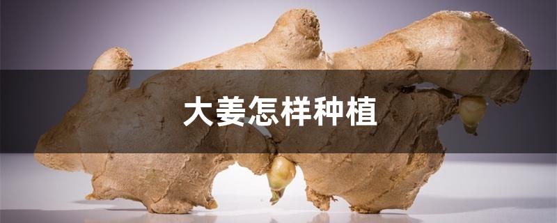 大姜怎样种植 大姜怎样种植