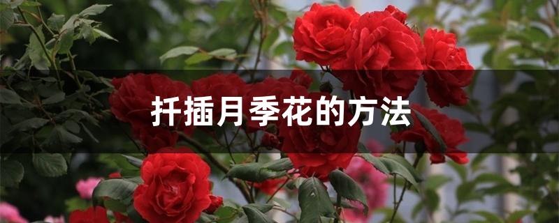 扦插月季花的方法 扦插月季花的方法