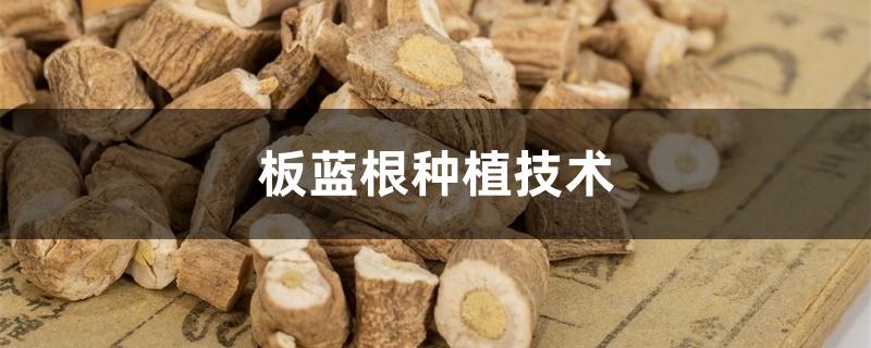 板蓝根种植技术 板蓝根种植技术