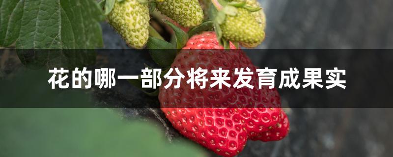花的哪一部分将来发育成果实 花的哪一部分将来发育成果实