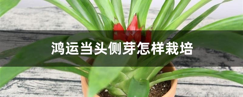 鸿运当头侧芽怎样栽培 鸿运当头侧芽怎样栽培