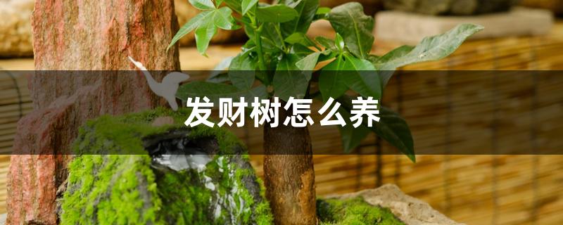 发财树怎么养 发财树怎么养
