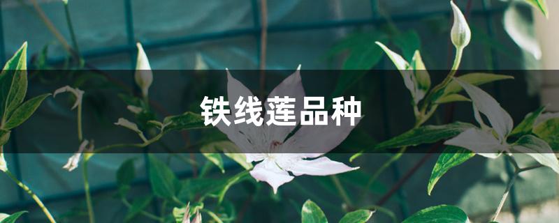 铁线莲品种 铁线莲品种