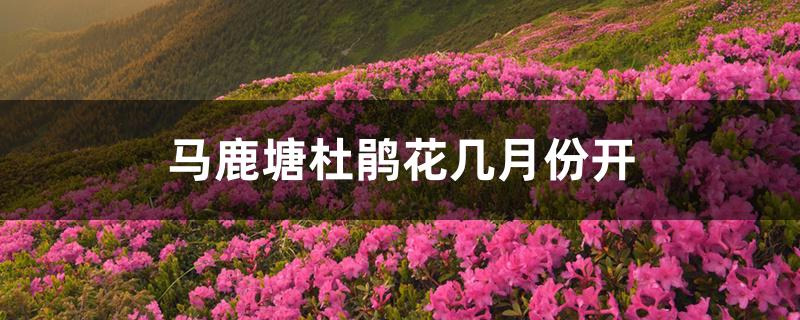 马鹿塘杜鹃花几月份开 马鹿塘杜鹃花几月份开
