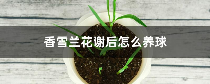 香雪兰花谢后怎么养球 香雪兰花谢后怎么养球