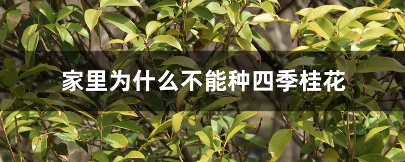 家里为什么不能种四季桂花 家里为什么不能种四季桂花