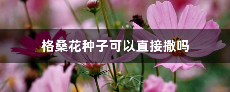 格桑花种子可以直接撒吗 格桑花种子可以直接撒吗