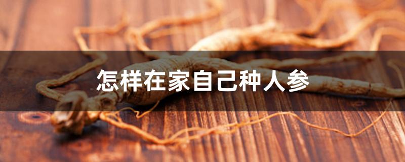 怎样在家自己种人参 怎样在家自己种人参