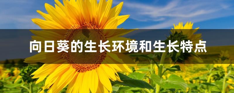 向日葵的生长环境和生长特点 向日葵的生长环境和生长特点