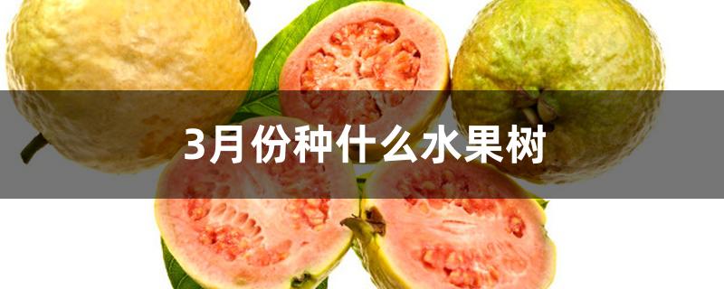 3月份种什么水果树 3月份种什么水果树