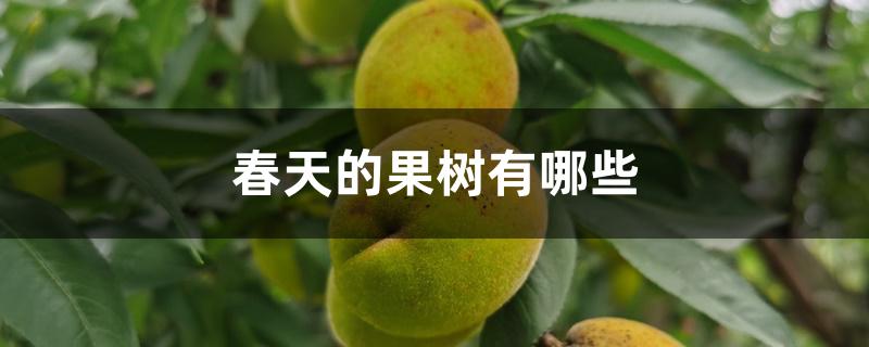 春天的果树有哪些 春天的果树有哪些