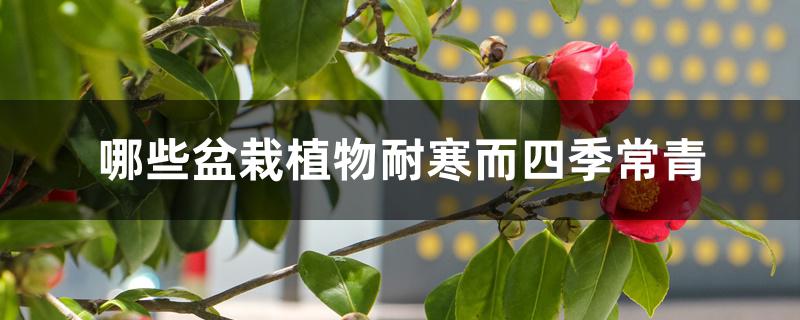 哪些盆栽植物耐寒而四季常青 哪些盆栽植物耐寒而四季常青