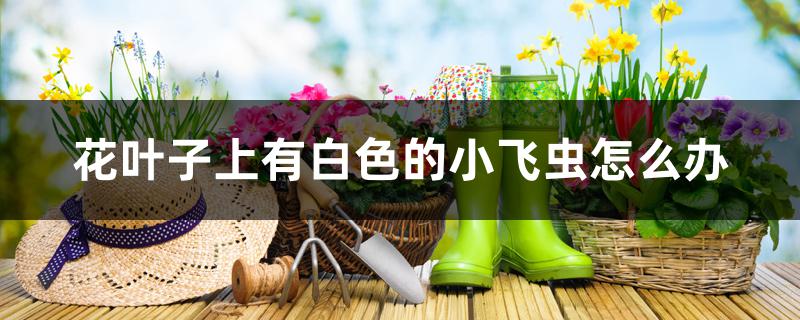 花叶子上有白色的小飞虫怎么办 花叶子上有白色的小飞虫怎么办