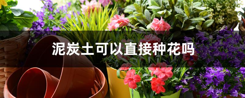 泥炭土可以直接种花吗 泥炭土可以直接种花吗