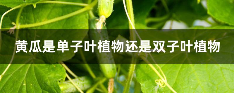 黄瓜是单子叶植物还是双子叶植物 黄瓜是单子叶植物还是双子叶植物